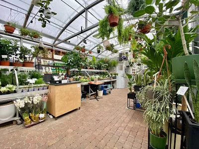 "Ardisia Aleksander" i Syn Ogrodnika